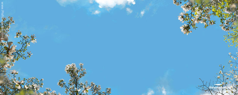 Wolkenplafond fotodesign: 'Magnolia Sky' 