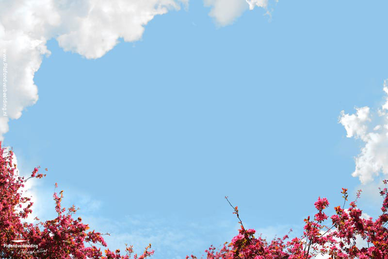 Wolkenplafond fotodesign: 'Blooming Red' 
